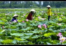 Tour Miền Tây 3 Ngày 2 Đêm (Cái Bè – Cần Thơ – Châu Đốc)